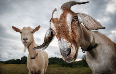 Fakta Unik: Alasan Pupil Mata Kambing Berbentuk Horizontal