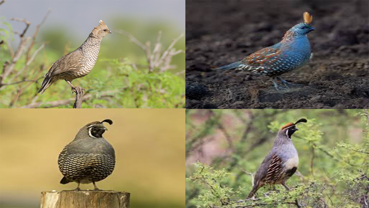 4 Jenis Burung Puyuh Berjambul dari Genus Callipepla yang Sangat Menggemaskan