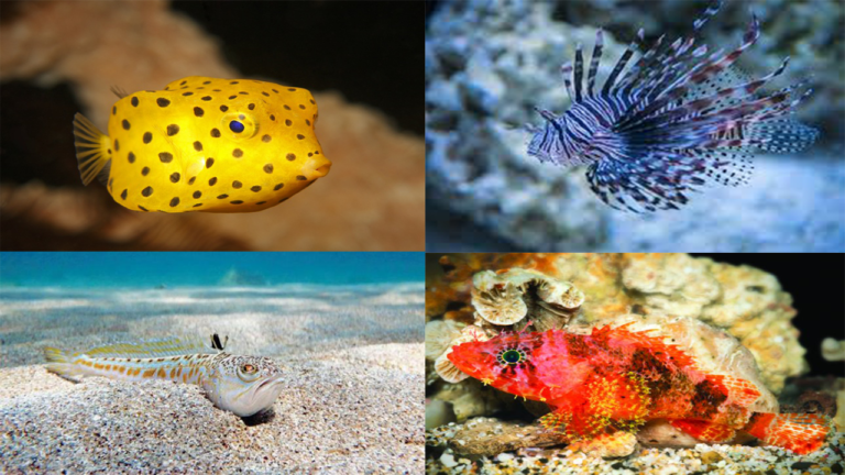 8 Jenis Ikan Paling Beracun di Dunia: Siapa yang Paling Berbahaya ...
