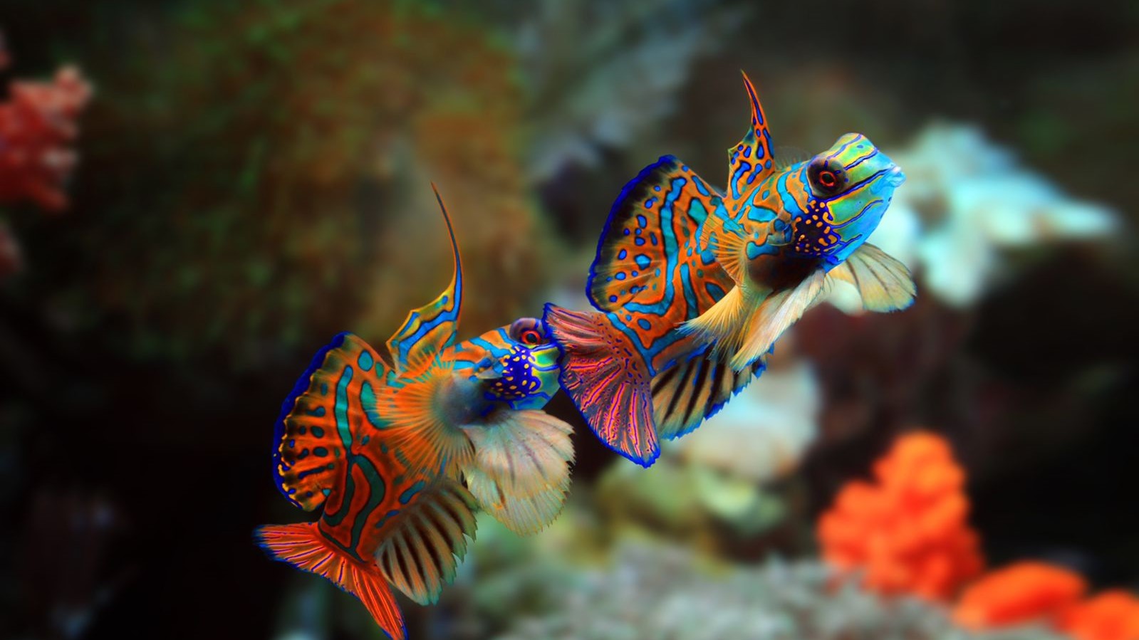 Ikan Mandarin Fish Terindah di Dunia, Ternyata Memiliki Racun!