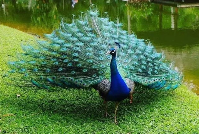 Mempelajari Burung Merak: Sejarah dan Kecualiannya