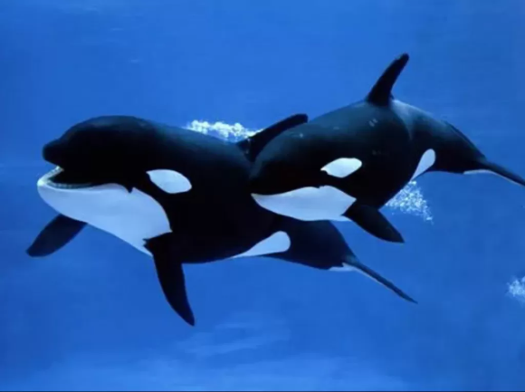 4 Fakta Menarik tentang Kecerdasan Paus Orca: Memiliki Dialek dan Kemampuan ‘Berbahasa’ Manusia