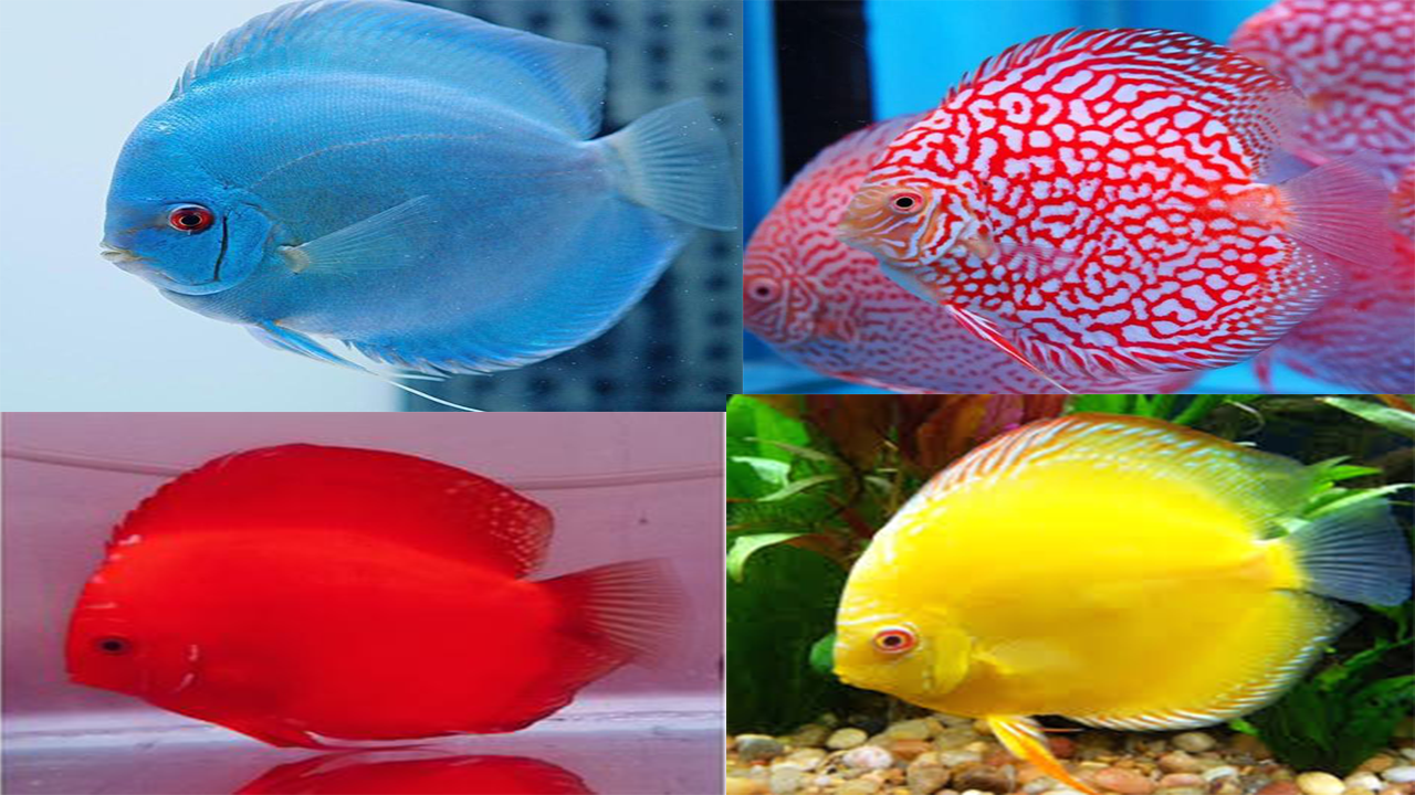 5 Tipe Ikan Discus Termahal dan Terunikan yang Paling Populer
