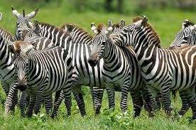 Mempelajari Tentang Zebra: Sejarah dan Keunikannya