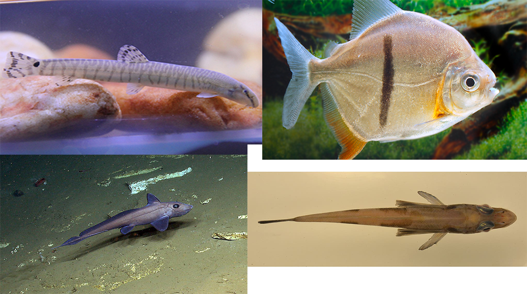 5 Ikan Baru yang Mengagetkan Ilmuwan, Salah Satunya Bermata Besar!
