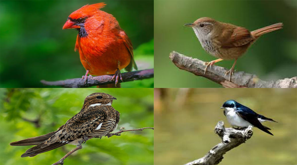 5 Jenis Burung Pemakan Nyamuk sebagai Solusi Alami Ekosistem