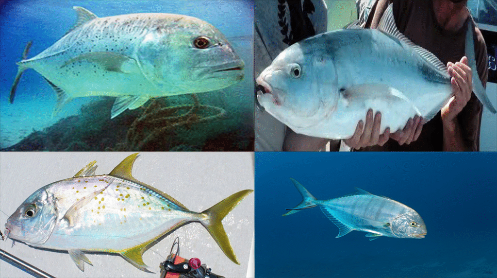 Mengenal 5 Varietas Ikan Kuwe, Penghuni Lautan dari Family Carangidae ...