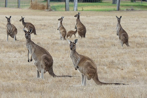 4 Jenis Kanguru Darat yang Ada di Australia
