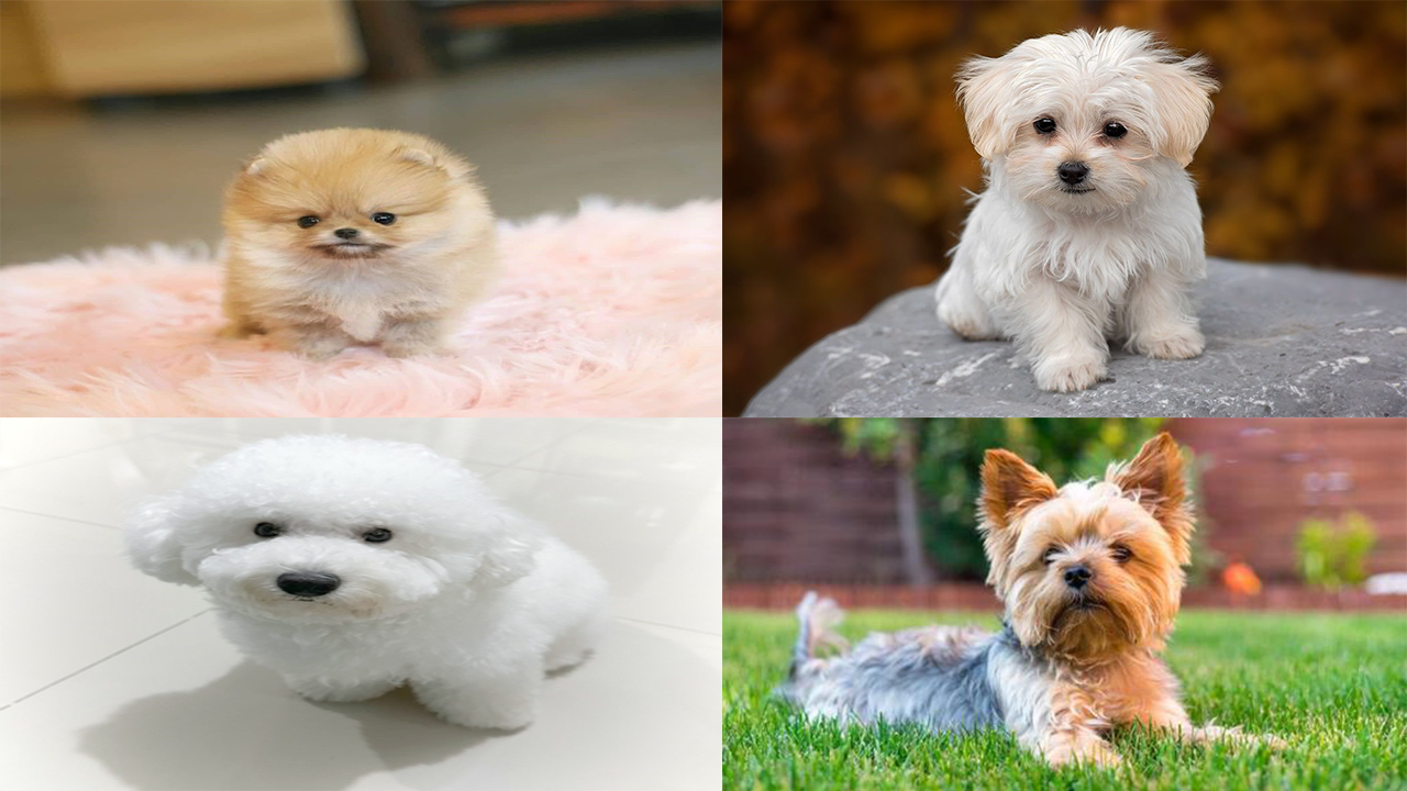 Hari Anjing Sedunia: Berikut 6 Jenis Anjing Kecil yang Jadi Favorit