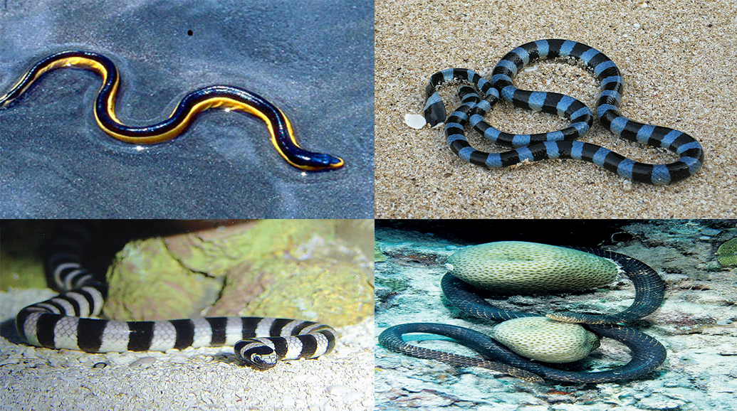 5 Jenis Ular Laut di Indonesia, Ada yang Lebih Berbahaya dari Kobra!