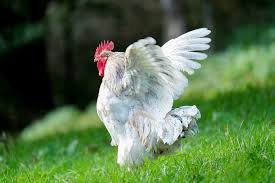 Rahasia di Balik Sayap Ayam: Kenapa Mereka Tak Mampu Terbang?