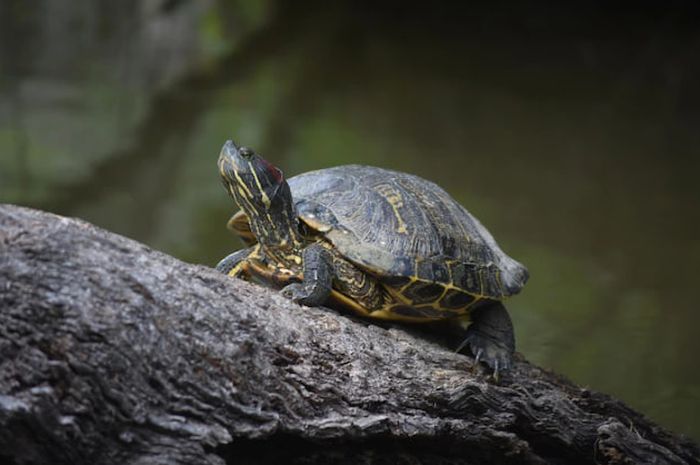Kura-Kura: Reptil Adaptif yang Hidup di Beragam Habitat