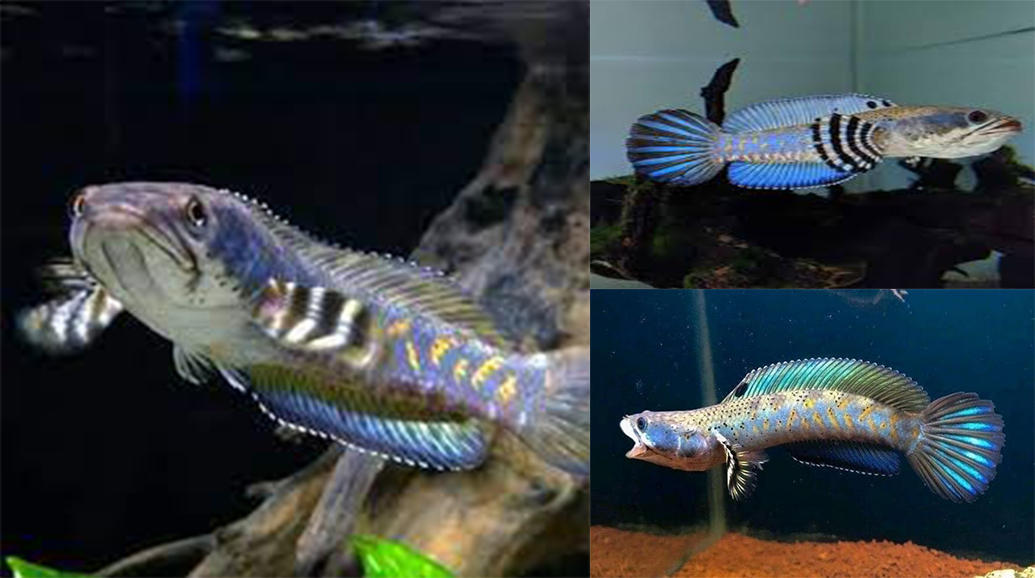 Mempelajari Ikan Channa Pulchra: Lingkungan, Karakteristik Fisik, dan Metode Perawatannya
