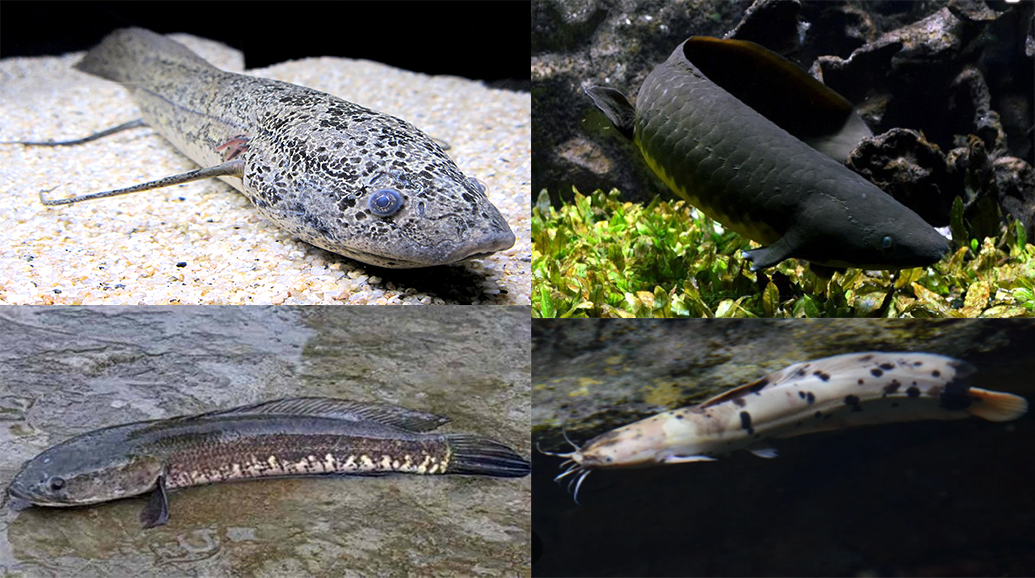 5 Jenis Ikan yang Mampu Bertahan Hidup di Lumpur, Bahkan Selama Bertahun-tahun!