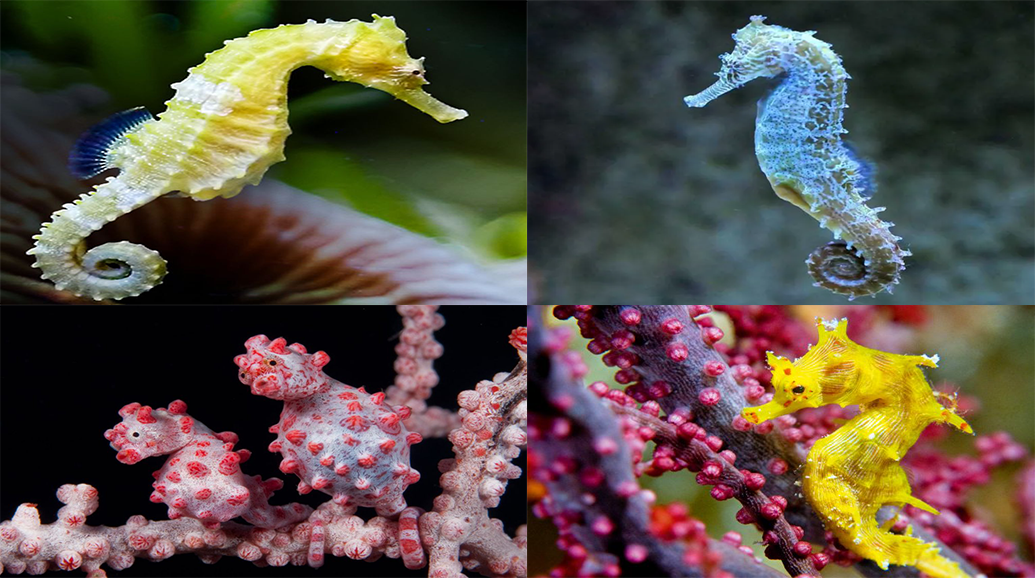 5 Kuda Laut Menarik yang Menghuni Perairan Indonesia, Ragamnya Memukau!