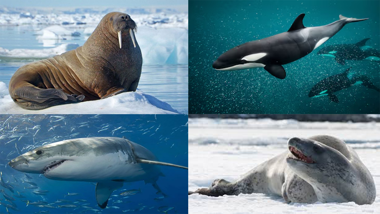 Kenali 5 Hewan yang Menjadi Musuh Alami Penguin