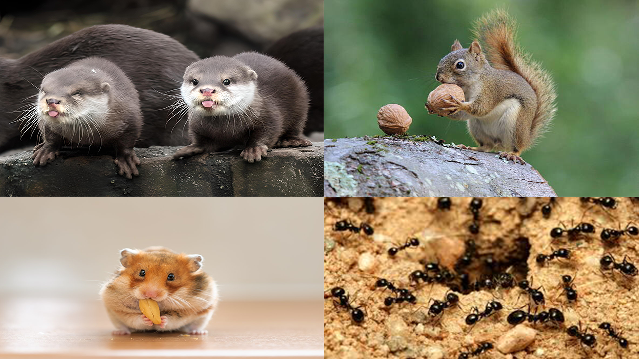 4 Hewan yang Memiliki Kebiasaan Menyimpan Makanan untuk Masa Depan