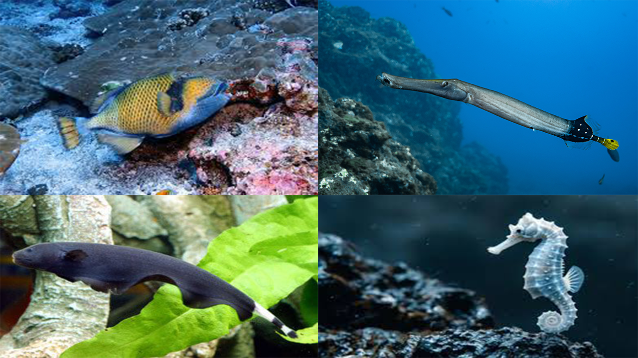 5 Jenis Ikan dengan Kemampuan Berenang Mundur, Keunikan Dunia Bawah Air