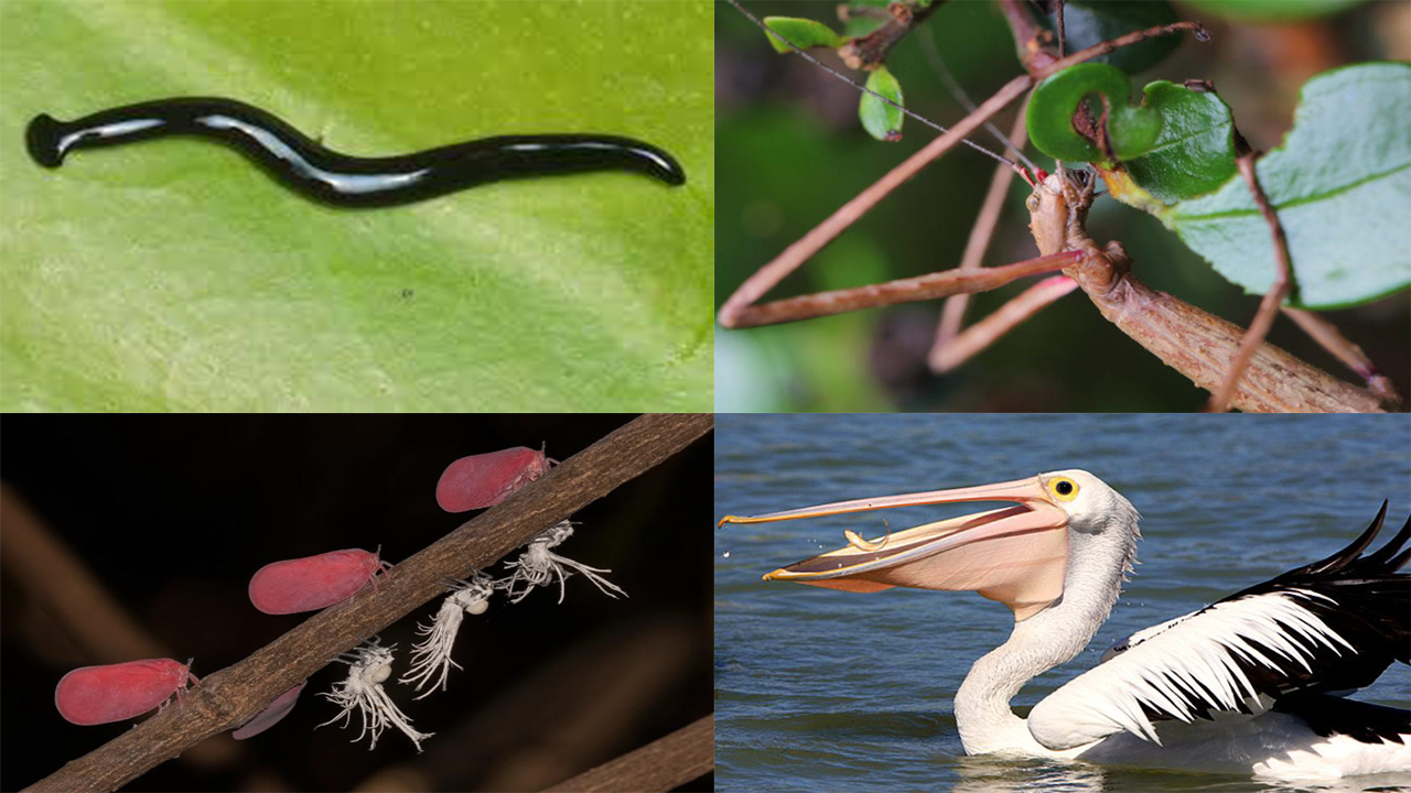 5 Jenis Hewan yang Tidak Memiliki Gigi, Bagaimana Mereka Makan?