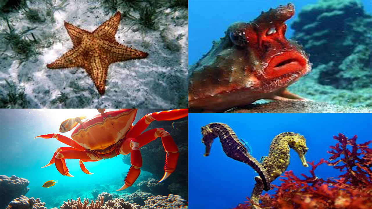 4 Hewan Laut yang Hidup di Air tapi Tidak Bisa Berenang